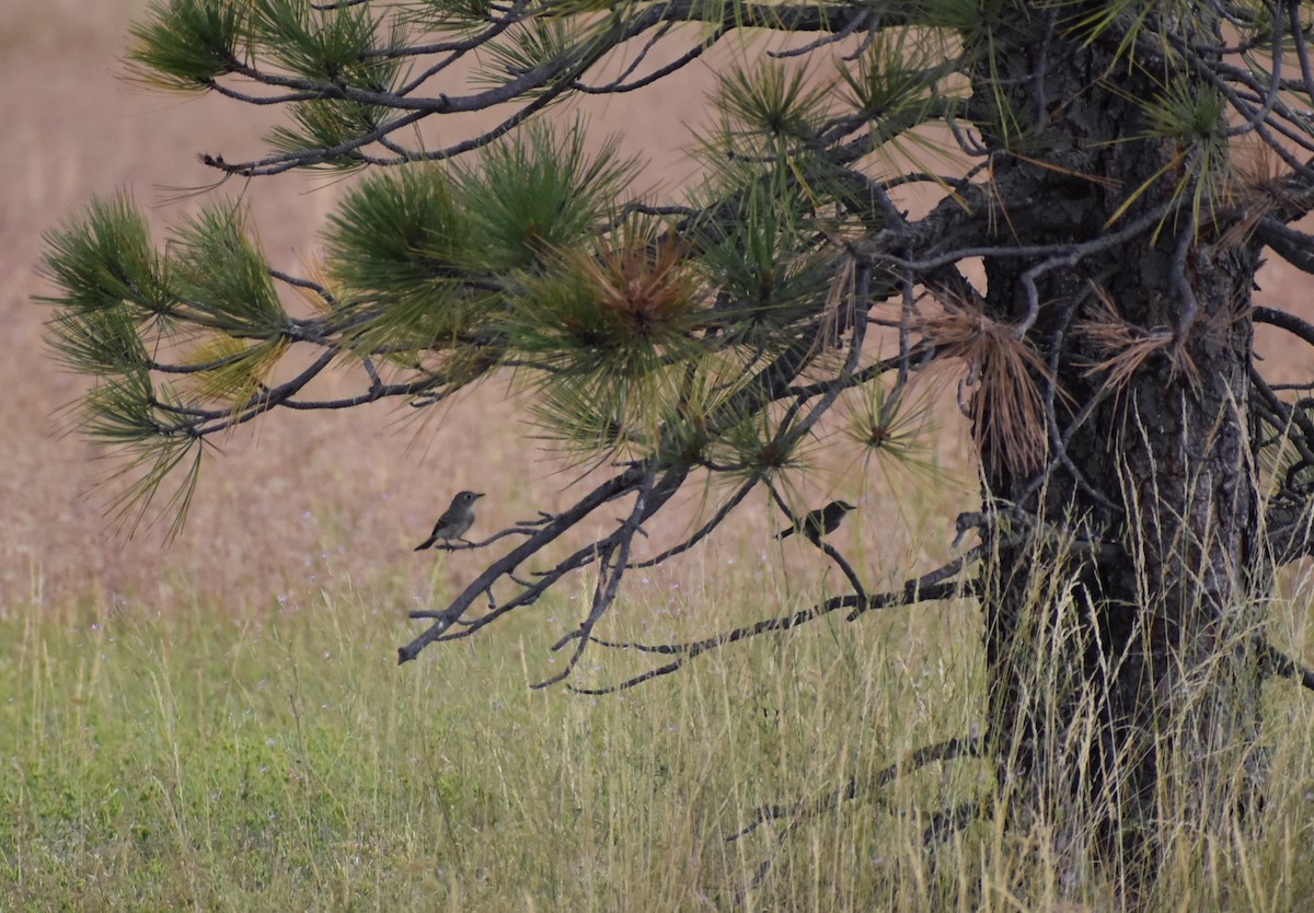 Gray Flycatcher - ML623324644