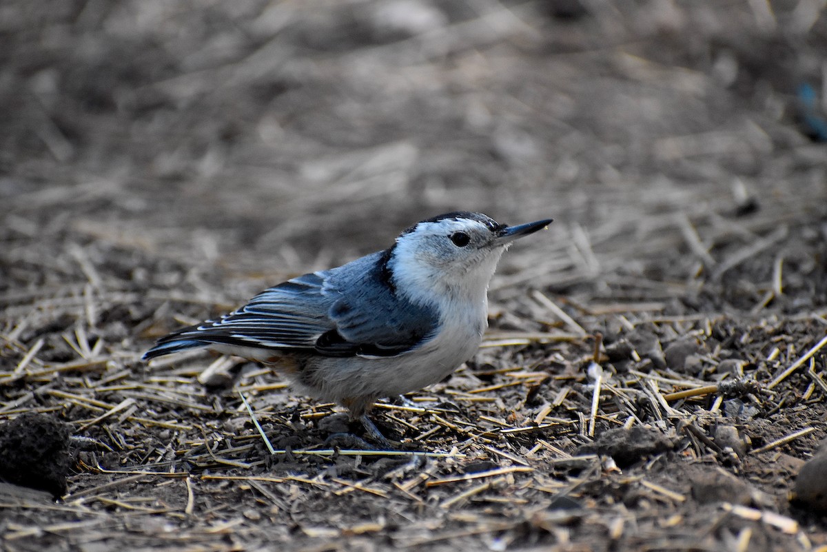 White-breasted Nuthatch - ML623324658