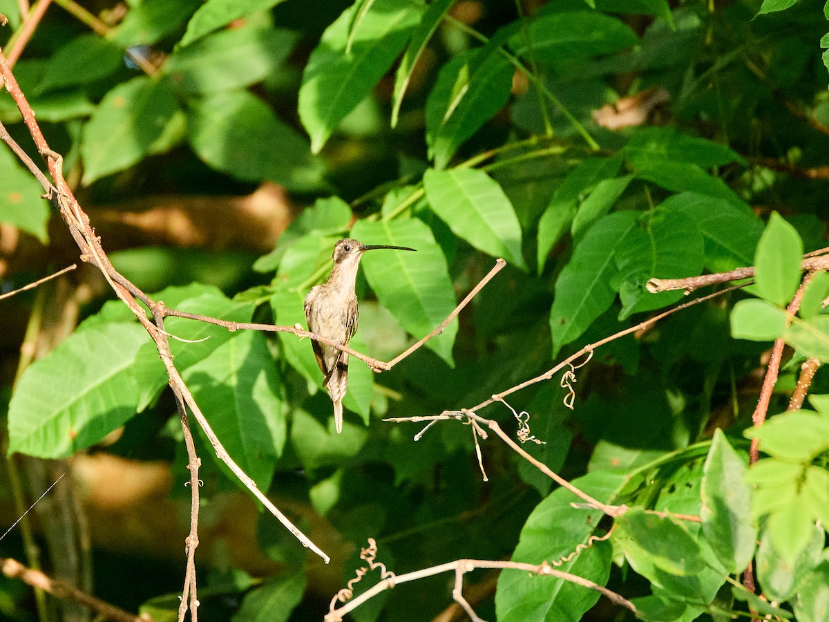 Pale-bellied Hermit - Scott Ramos