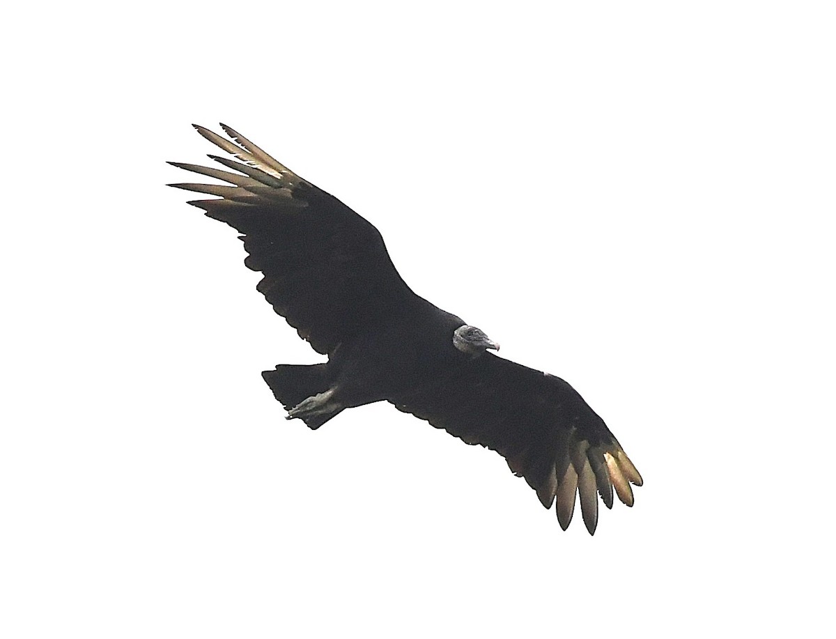 Black Vulture - ML623324783