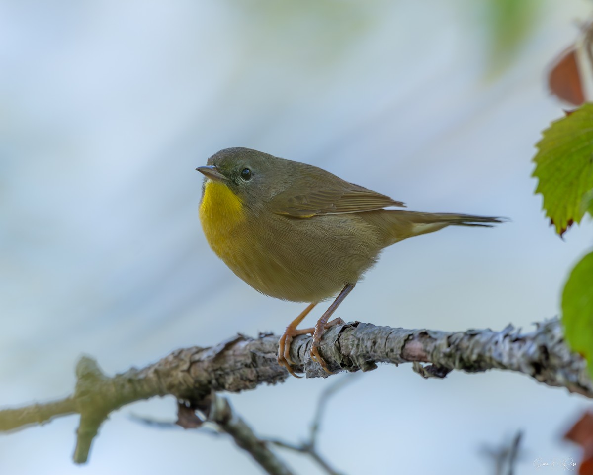 Common Yellowthroat - ML623324790