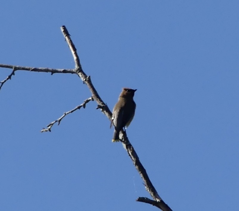 Cedar Waxwing - ML623324792