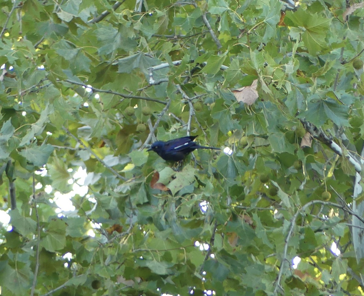 Common Grackle - ML623324800