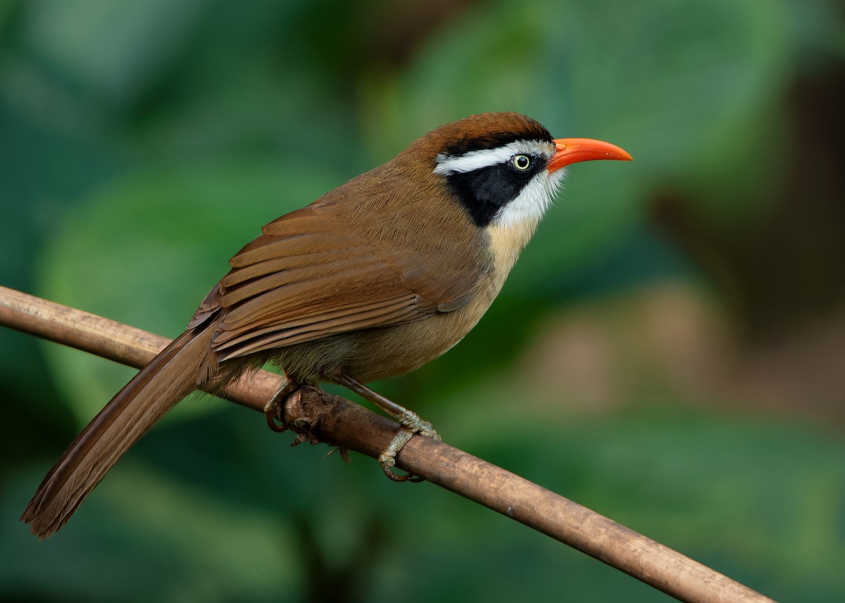 Brown-crowned Scimitar-Babbler - ML623324818