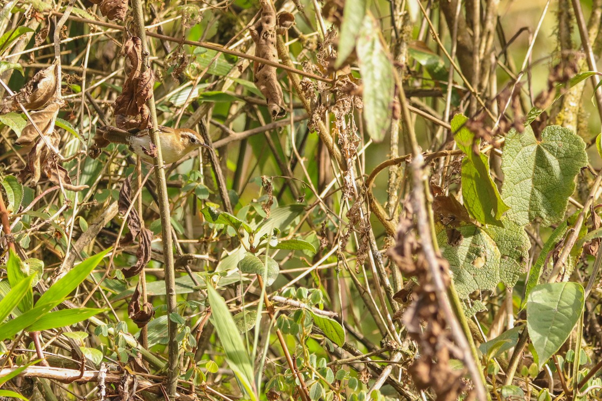 Mountain Wren - ML623324829