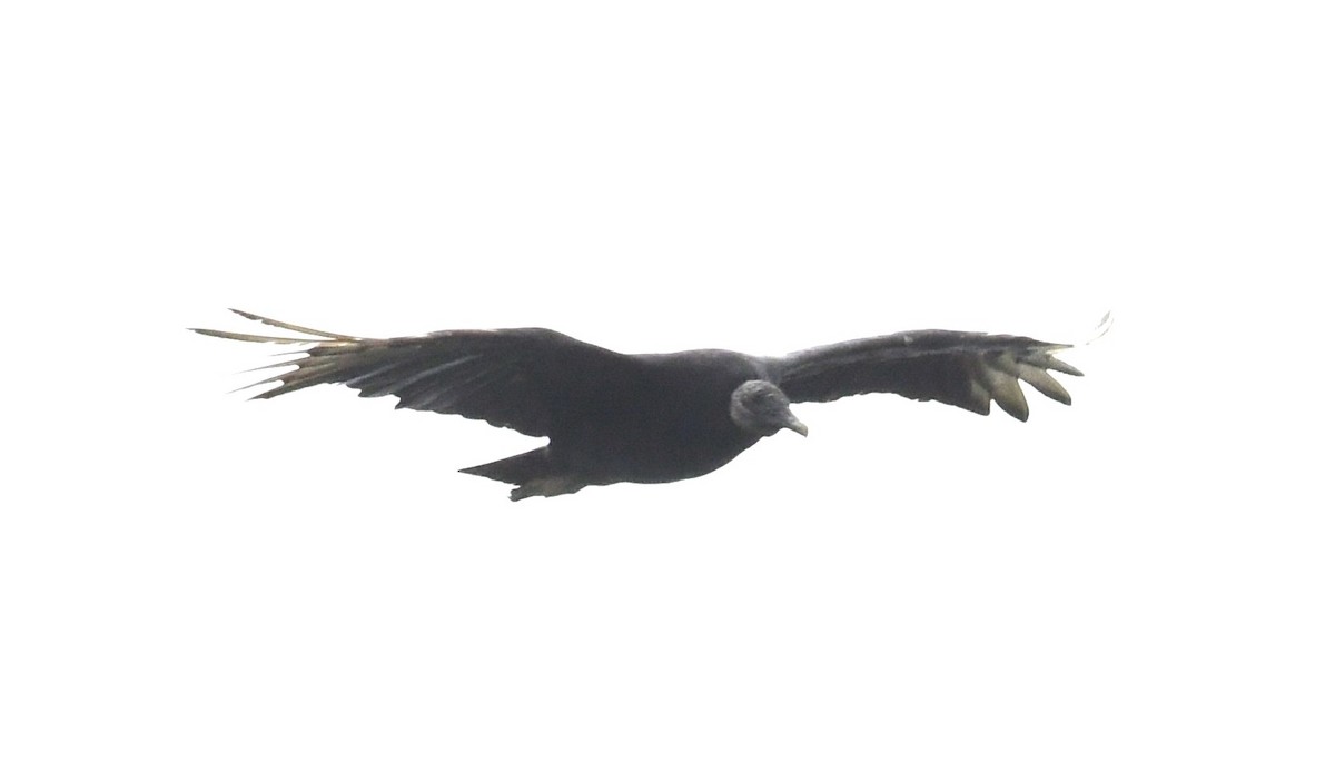 Black Vulture - ML623324859