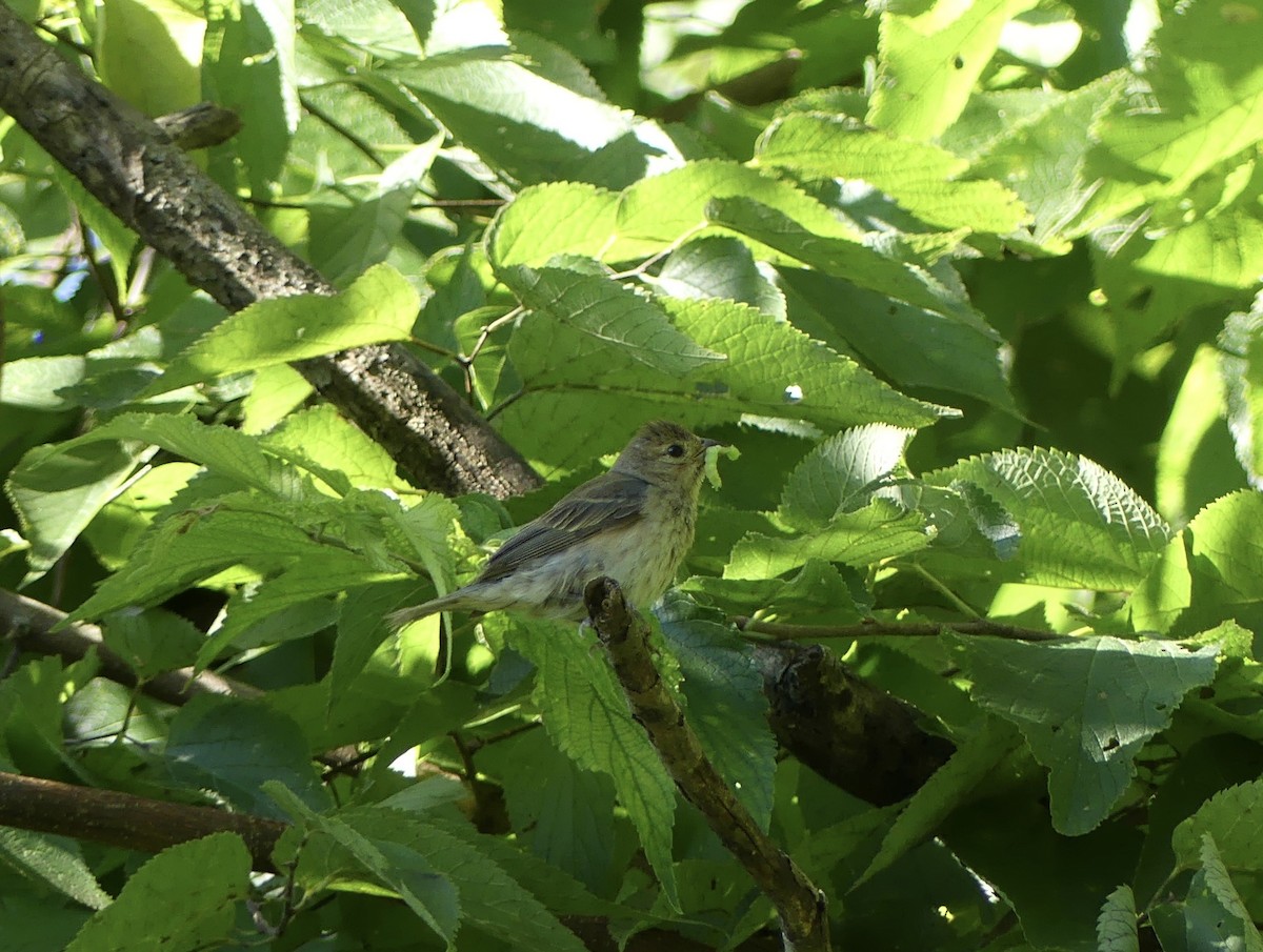 Indigo Bunting - ML623324866