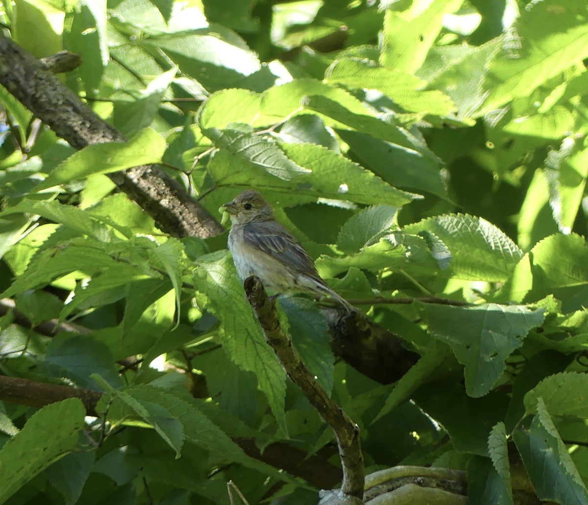 Indigo Bunting - ML623324867