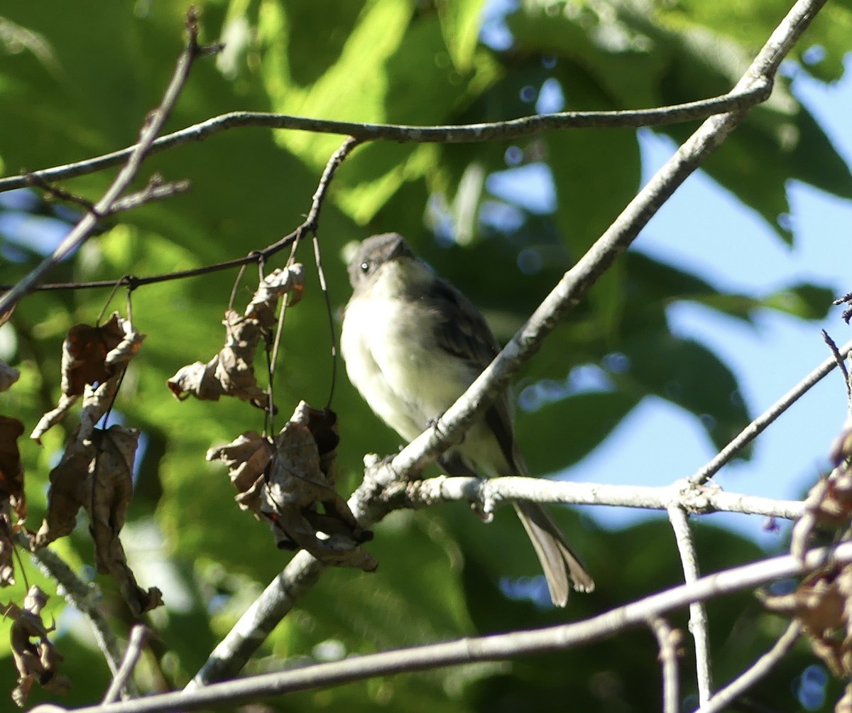 Eastern Phoebe - ML623324885