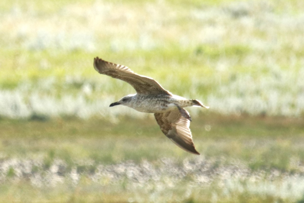 Lesser Black-backed Gull - ML623324918