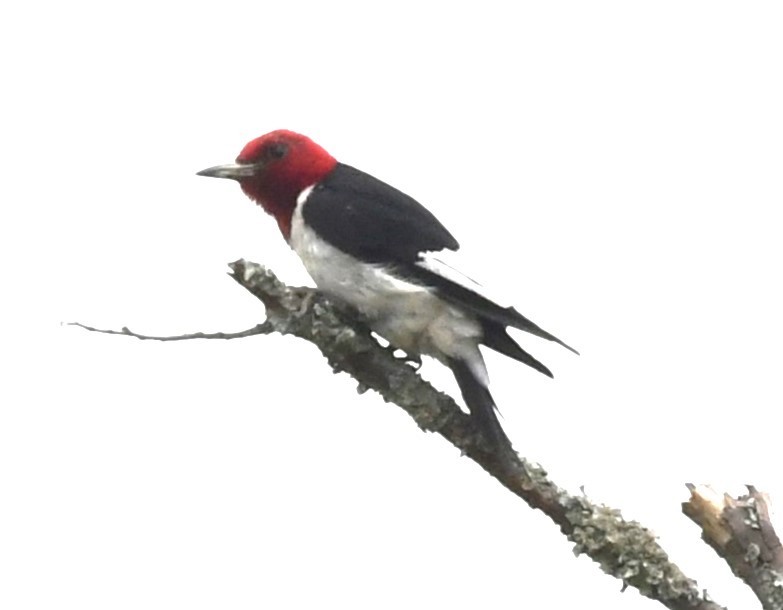 Red-headed Woodpecker - ML623324938