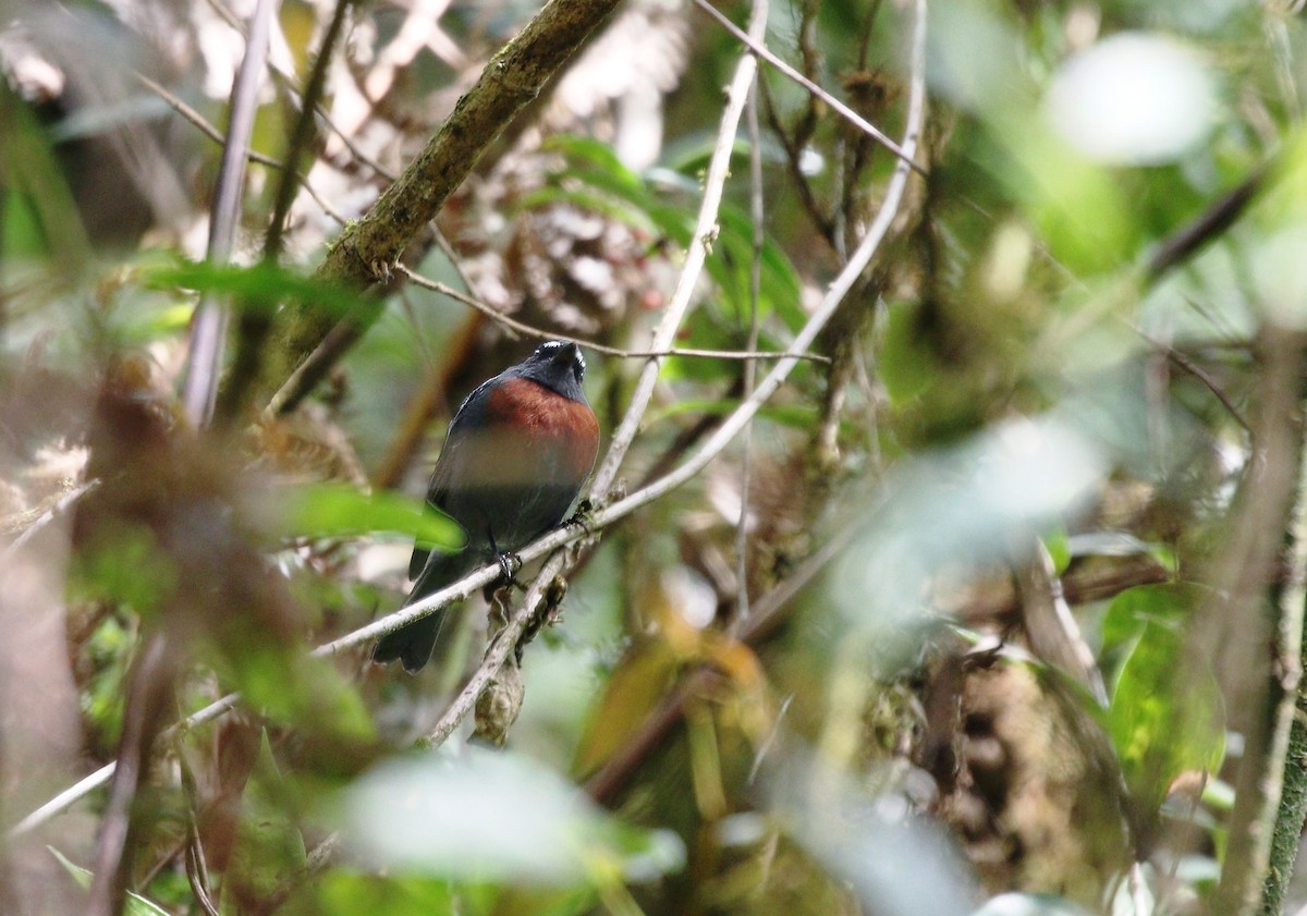 Maroon-belted Chat-Tyrant - ML623324990