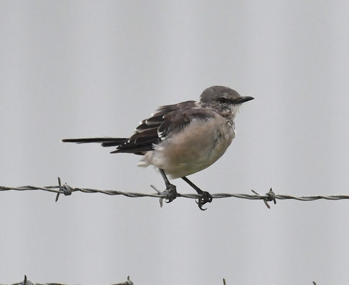 Northern Mockingbird - ML623324998