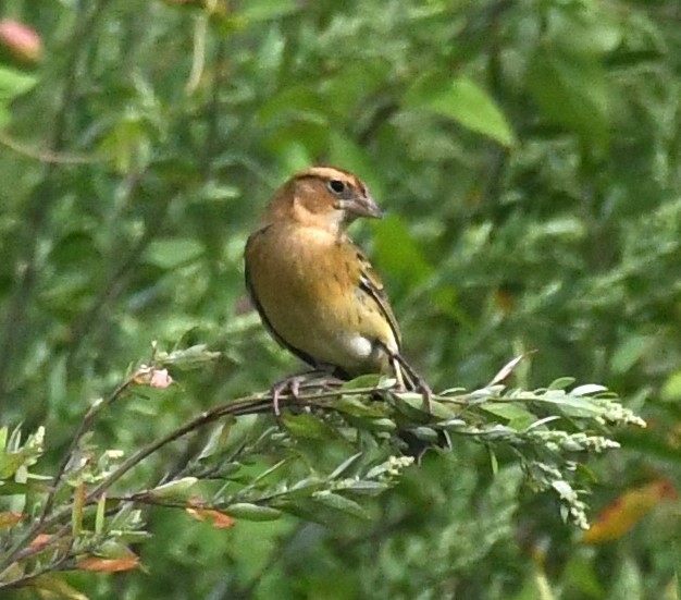 Bobolink - ML623325014