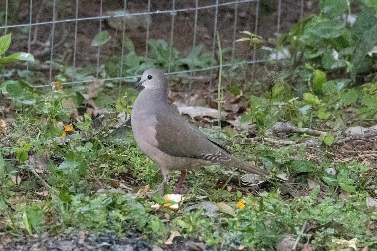 Large-tailed Dove - ML623325030