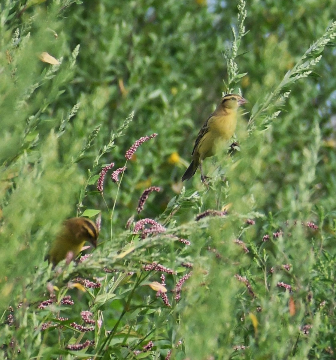 Bobolink - ML623325036