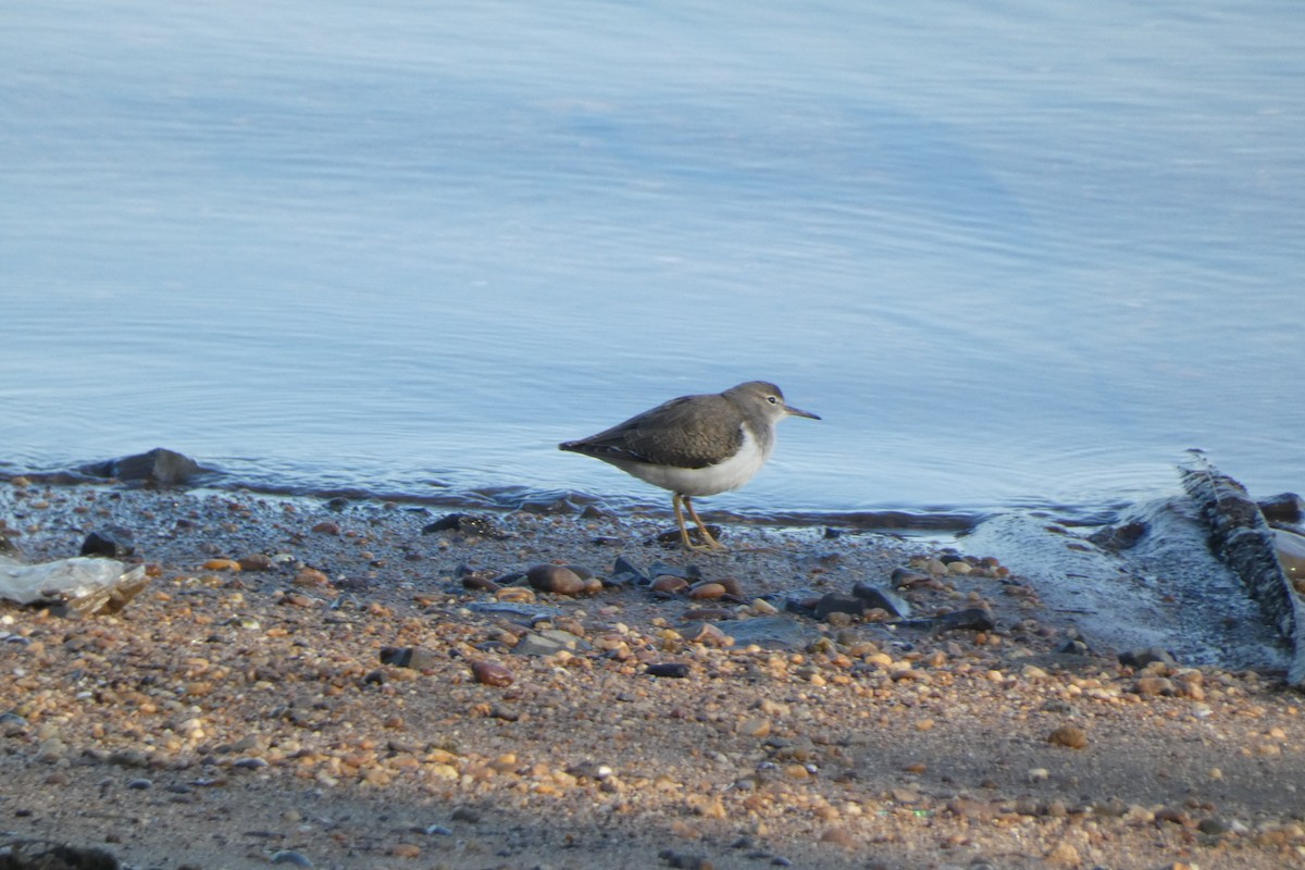 Spotted Sandpiper - ML623325061