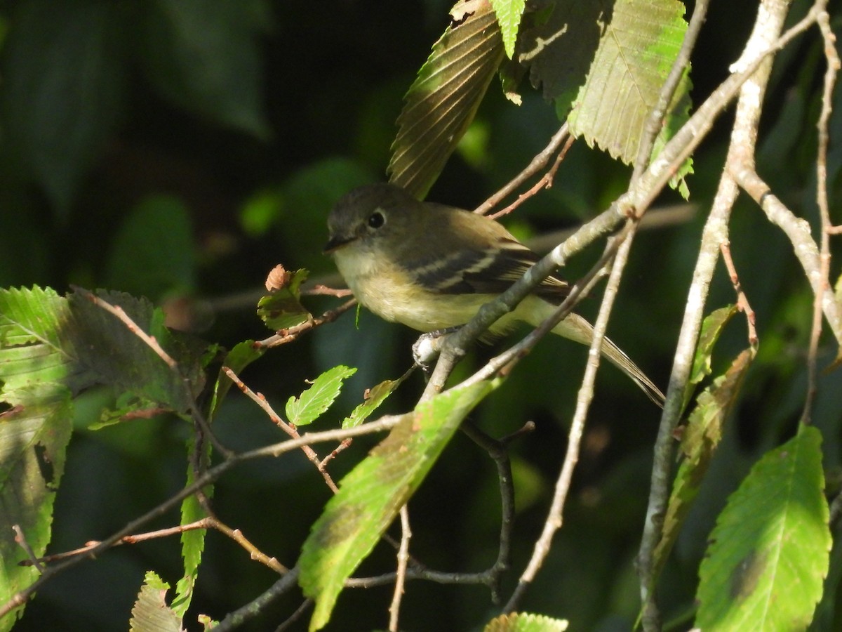 Least Flycatcher - ML623325073