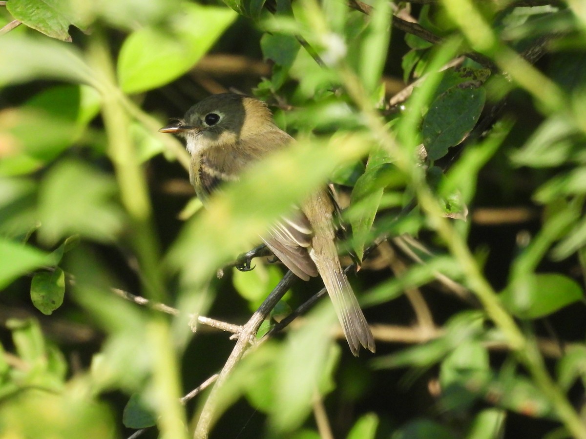 Least Flycatcher - ML623325074