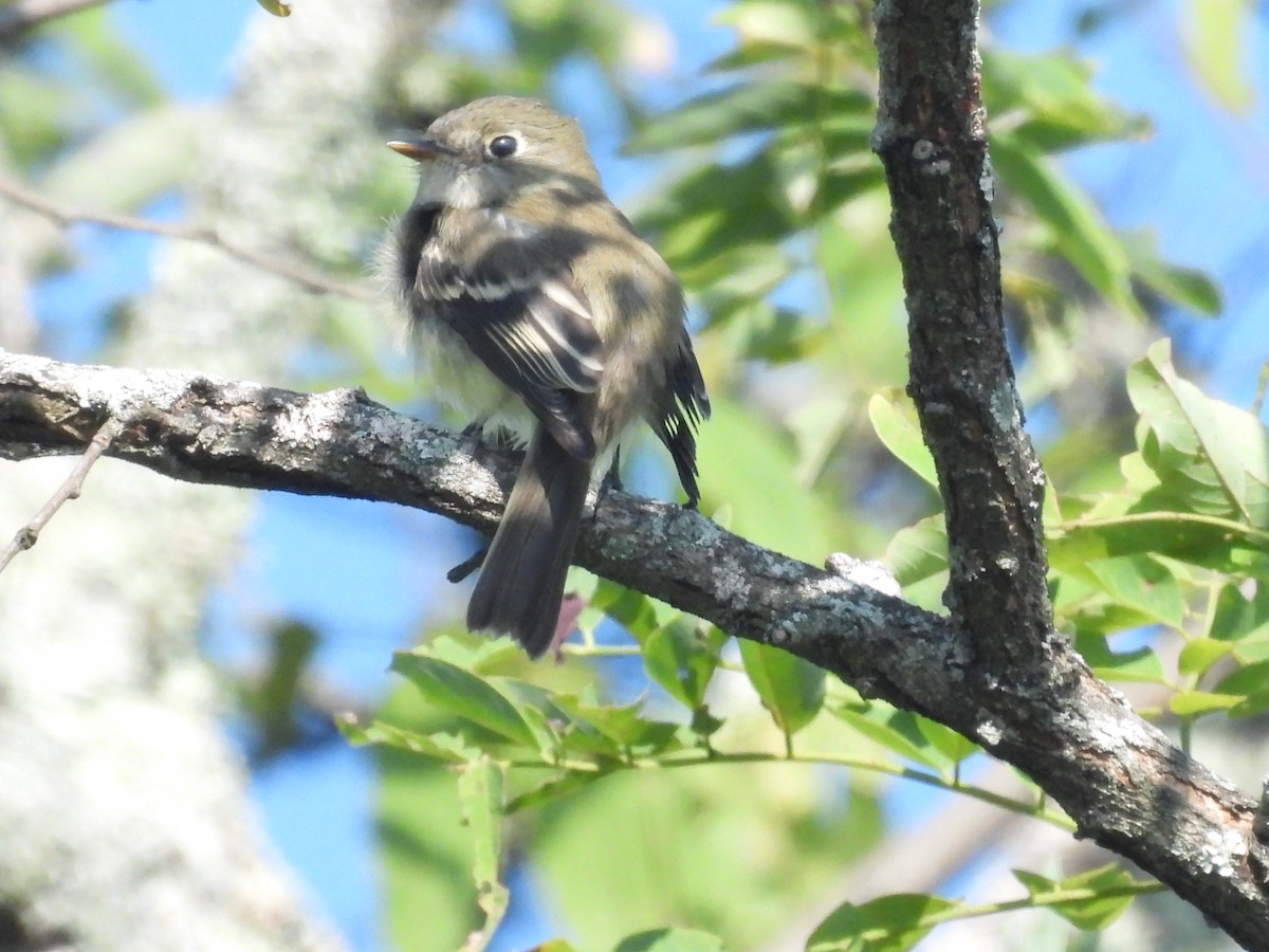 Least Flycatcher - ML623325076