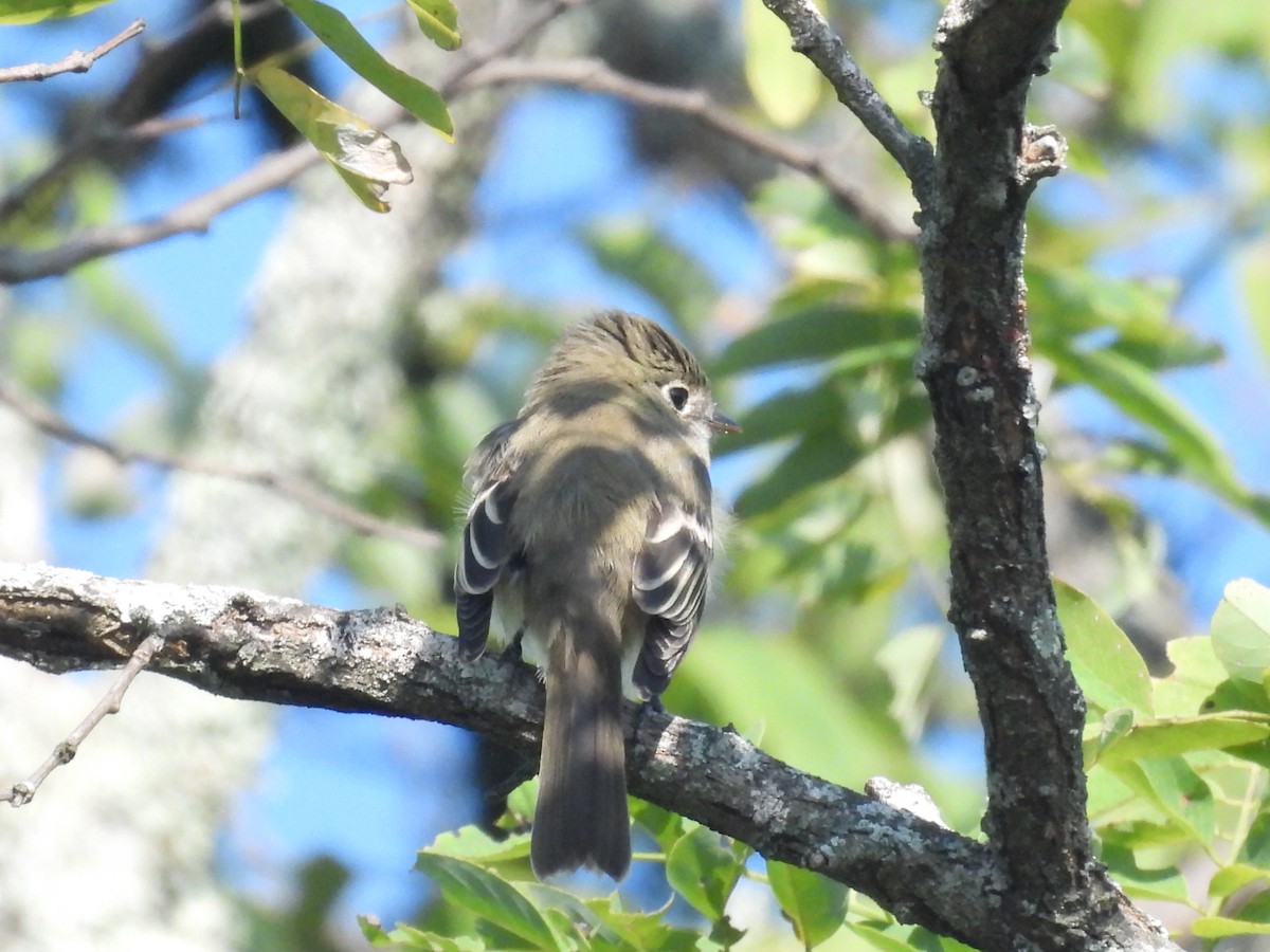 Least Flycatcher - ML623325077