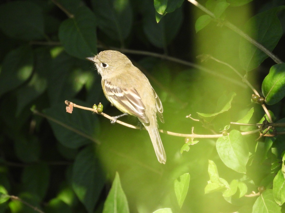 Least Flycatcher - ML623325078