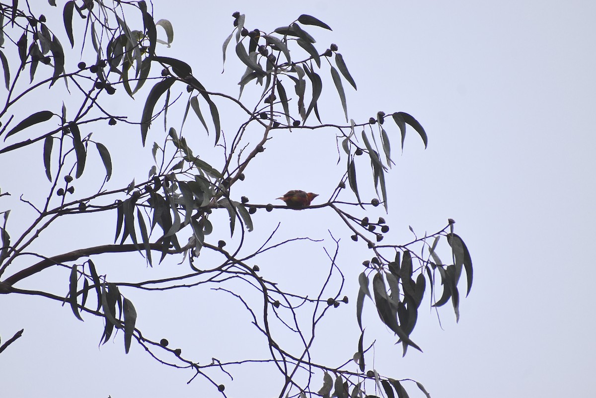 Summer Tanager - ML623325081