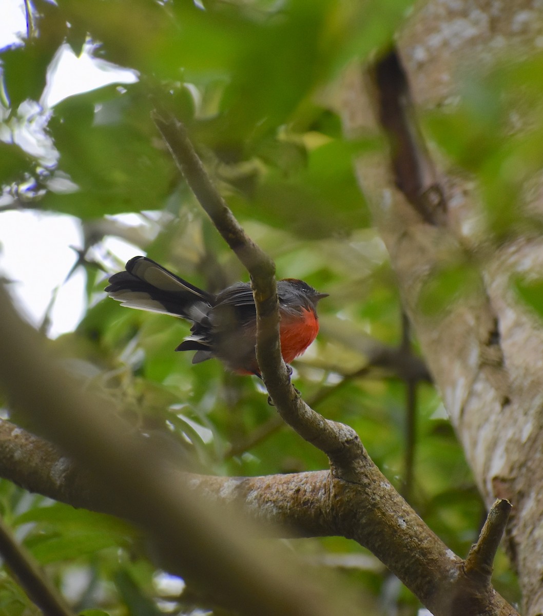 Slate-throated Redstart - Gavin Stacey