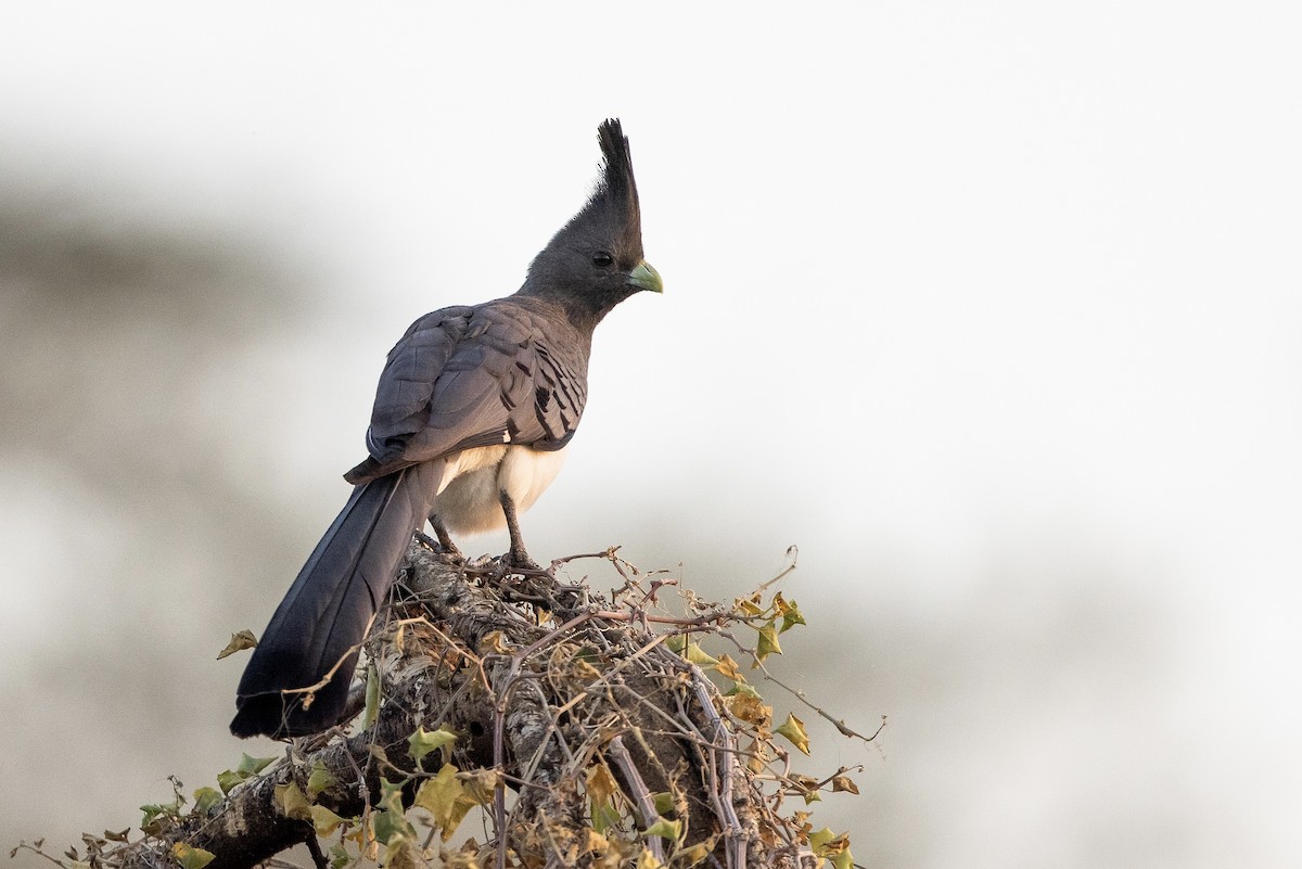 White-bellied Go-away-bird - ML623325098