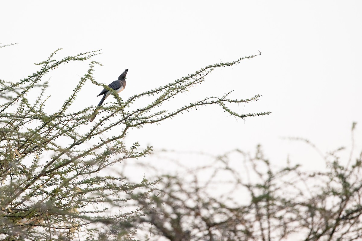 White-bellied Go-away-bird - ML623325099