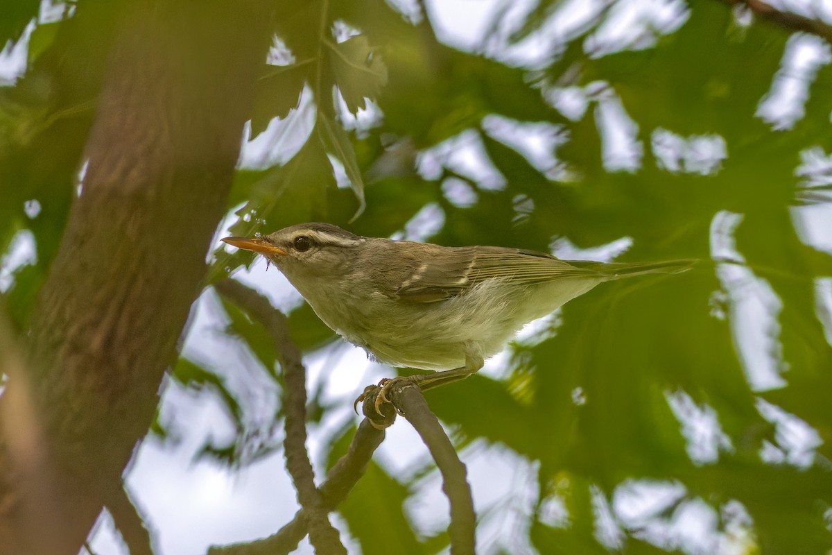 Western Crowned Warbler - ML623325127