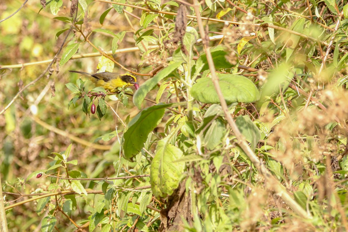 Tricolored Brushfinch - ML623325140