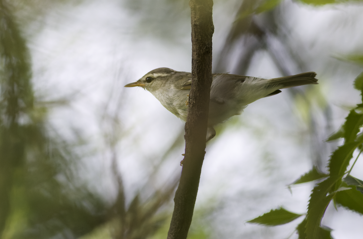 Western Crowned Warbler - ML623325145