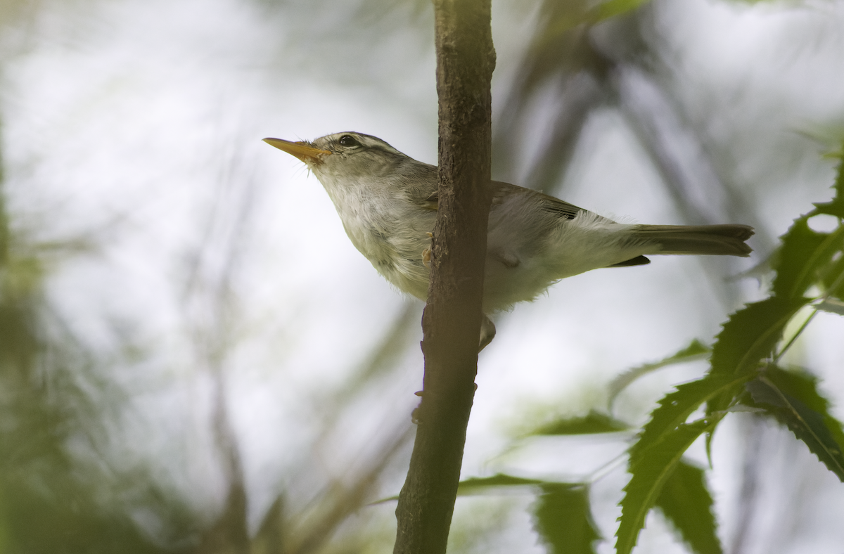 Western Crowned Warbler - Kavi Nanda