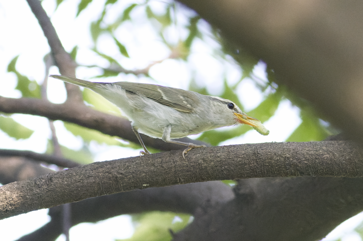 Western Crowned Warbler - ML623325148