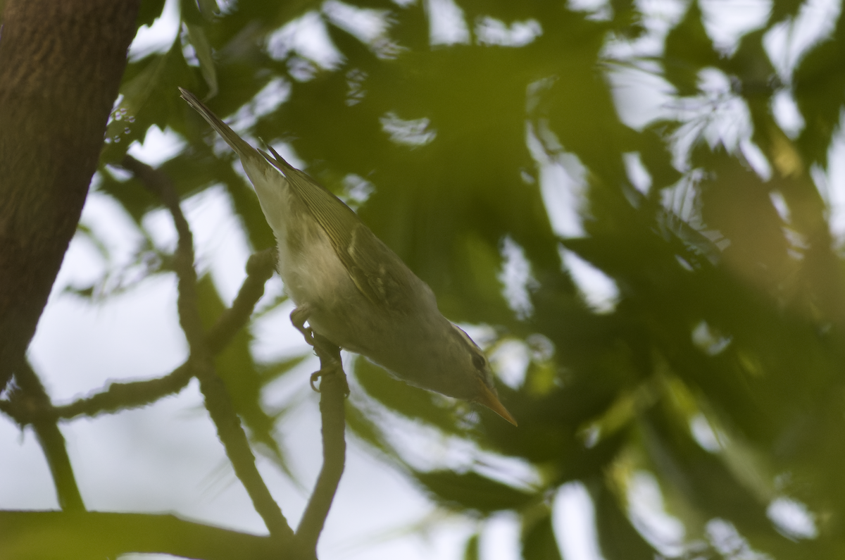 Western Crowned Warbler - ML623325149