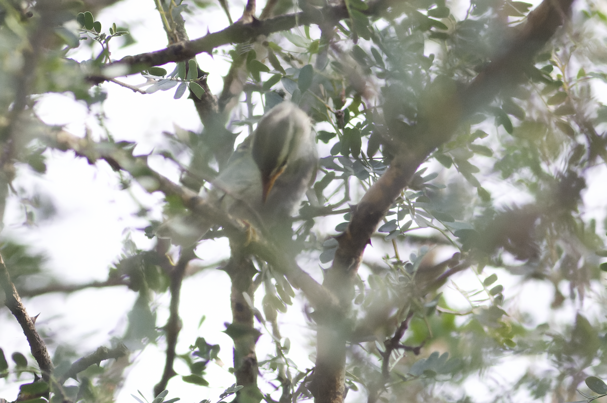 Western Crowned Warbler - ML623325150