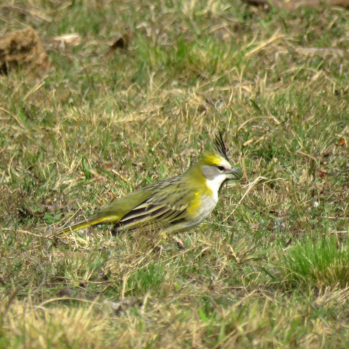 Yellow Cardinal - ML623325162