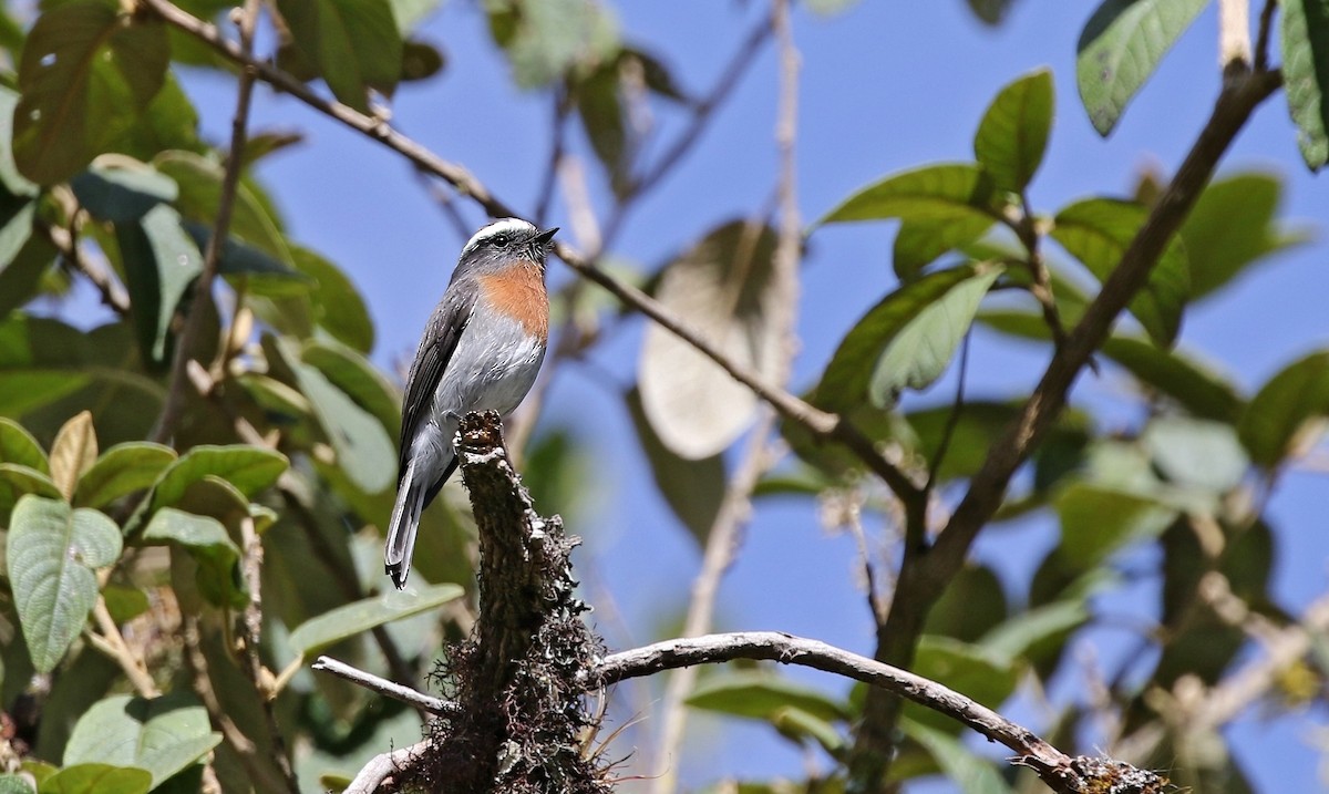 Rufous-breasted Chat-Tyrant - ML623325203