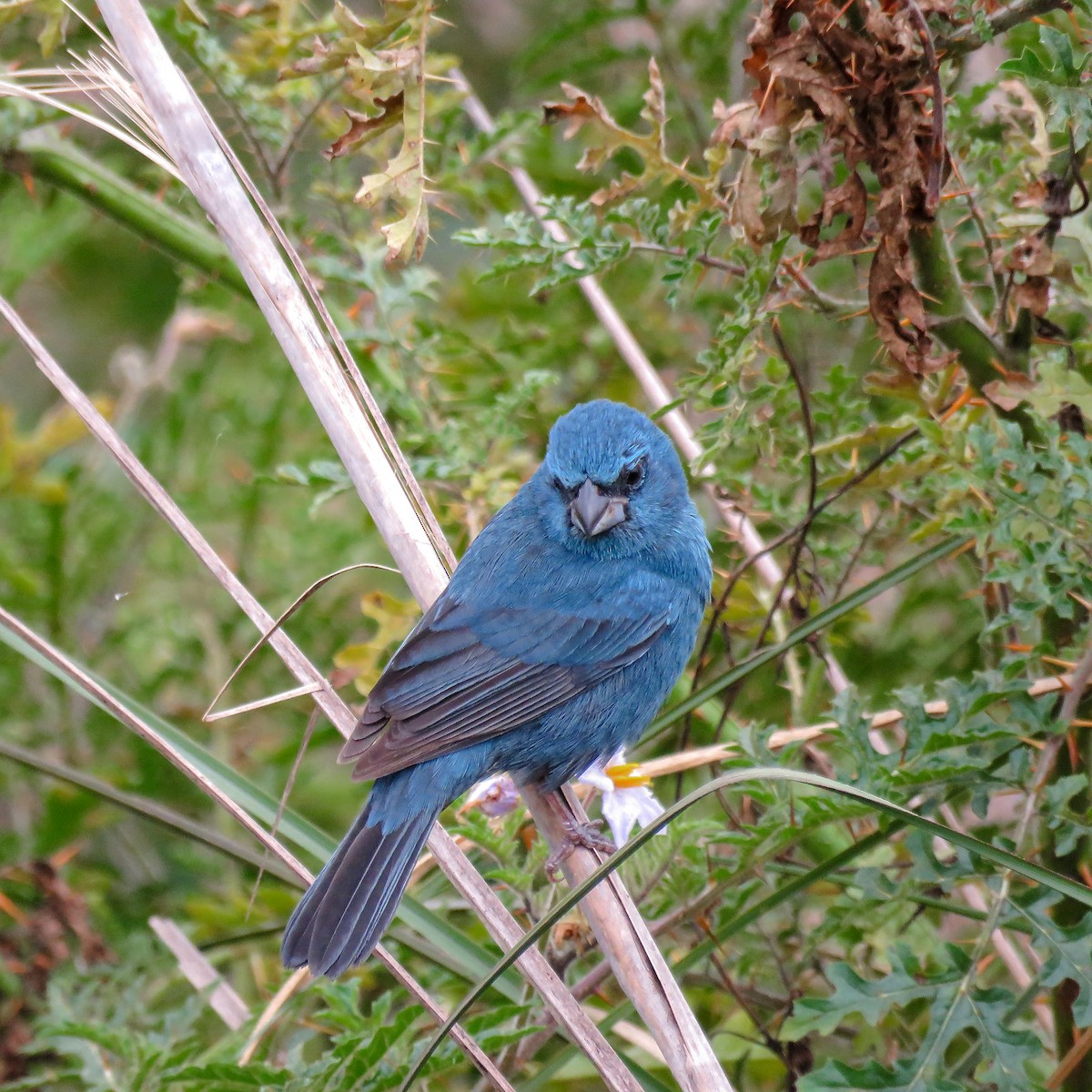 Glaucous-blue Grosbeak - ML623325207