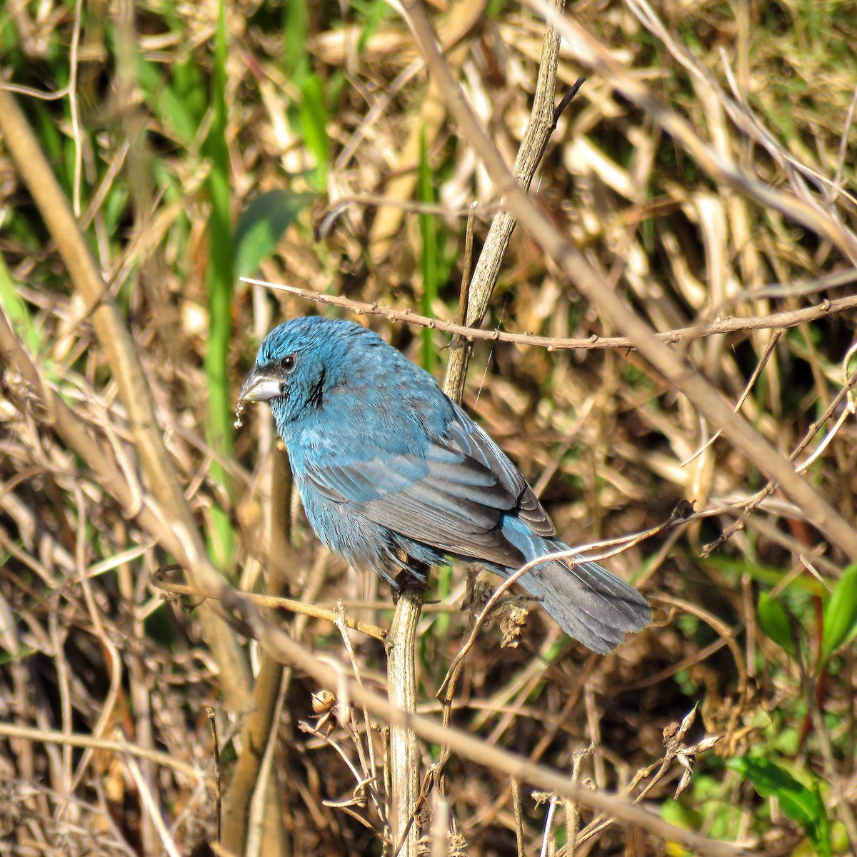 Glaucous-blue Grosbeak - Nicolas Martin segura