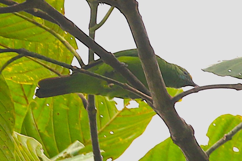 Sumatran Leafbird - ML623325214