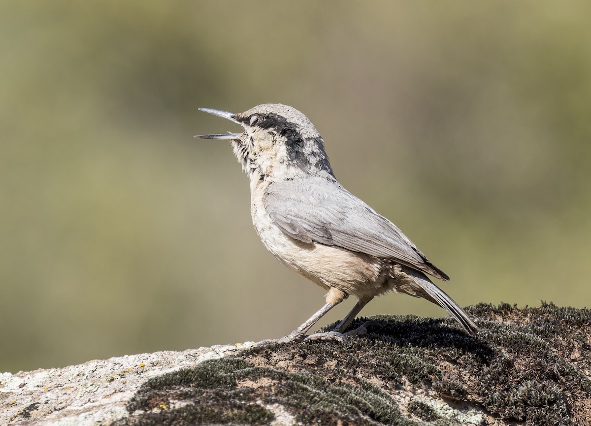 Eastern Rock Nuthatch - ML623325215