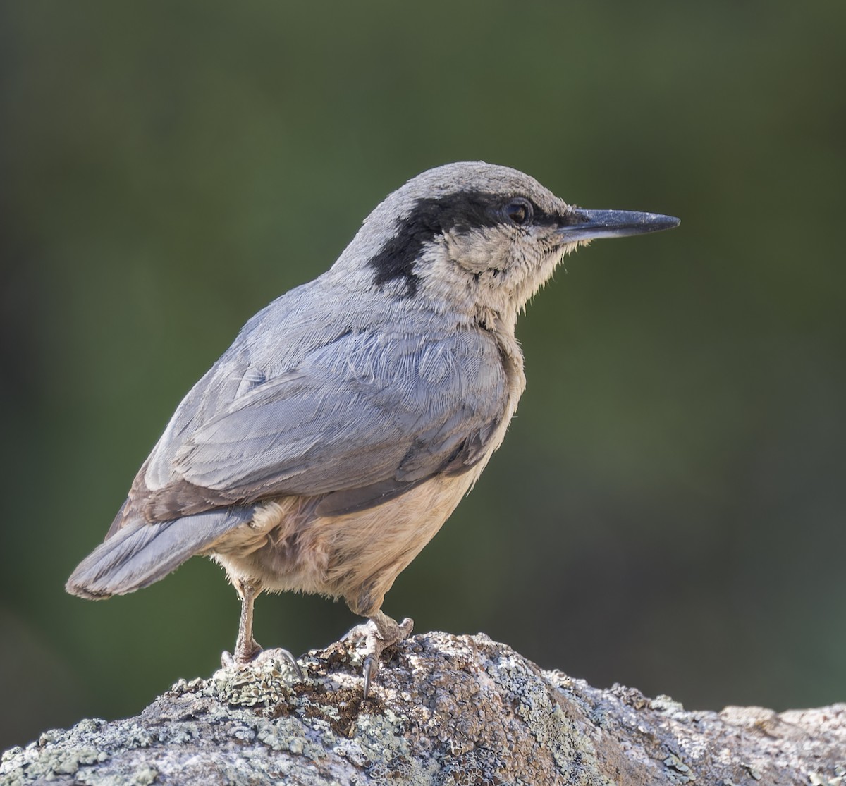 Eastern Rock Nuthatch - ML623325216