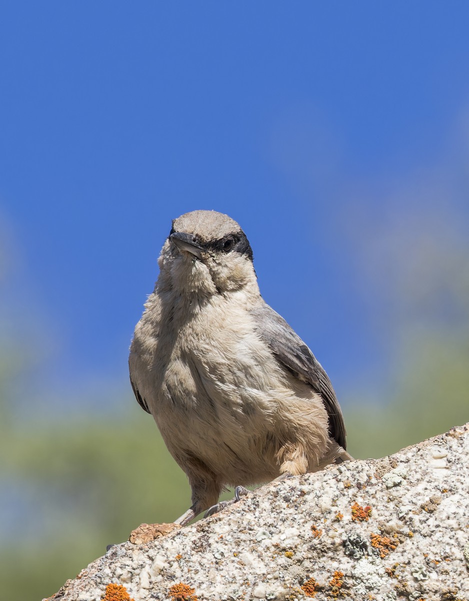 Eastern Rock Nuthatch - ML623325217