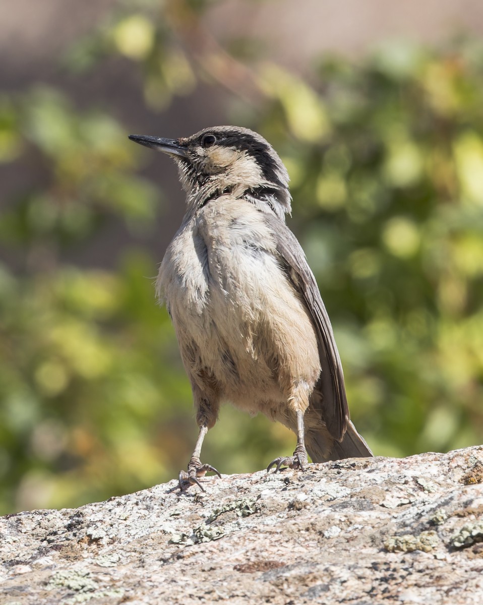 Eastern Rock Nuthatch - ML623325218