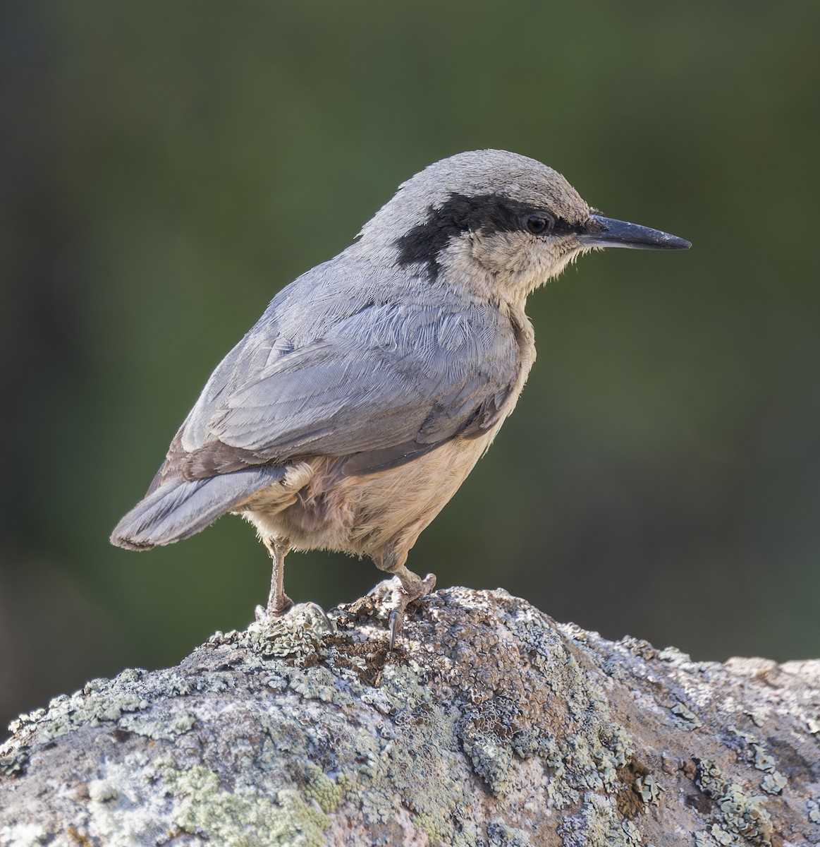 Eastern Rock Nuthatch - ML623325219