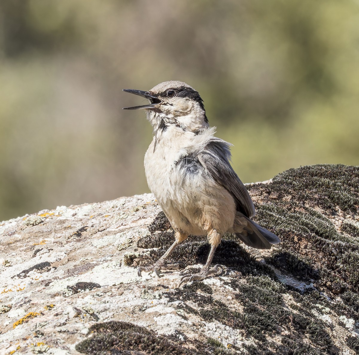 Eastern Rock Nuthatch - ML623325220