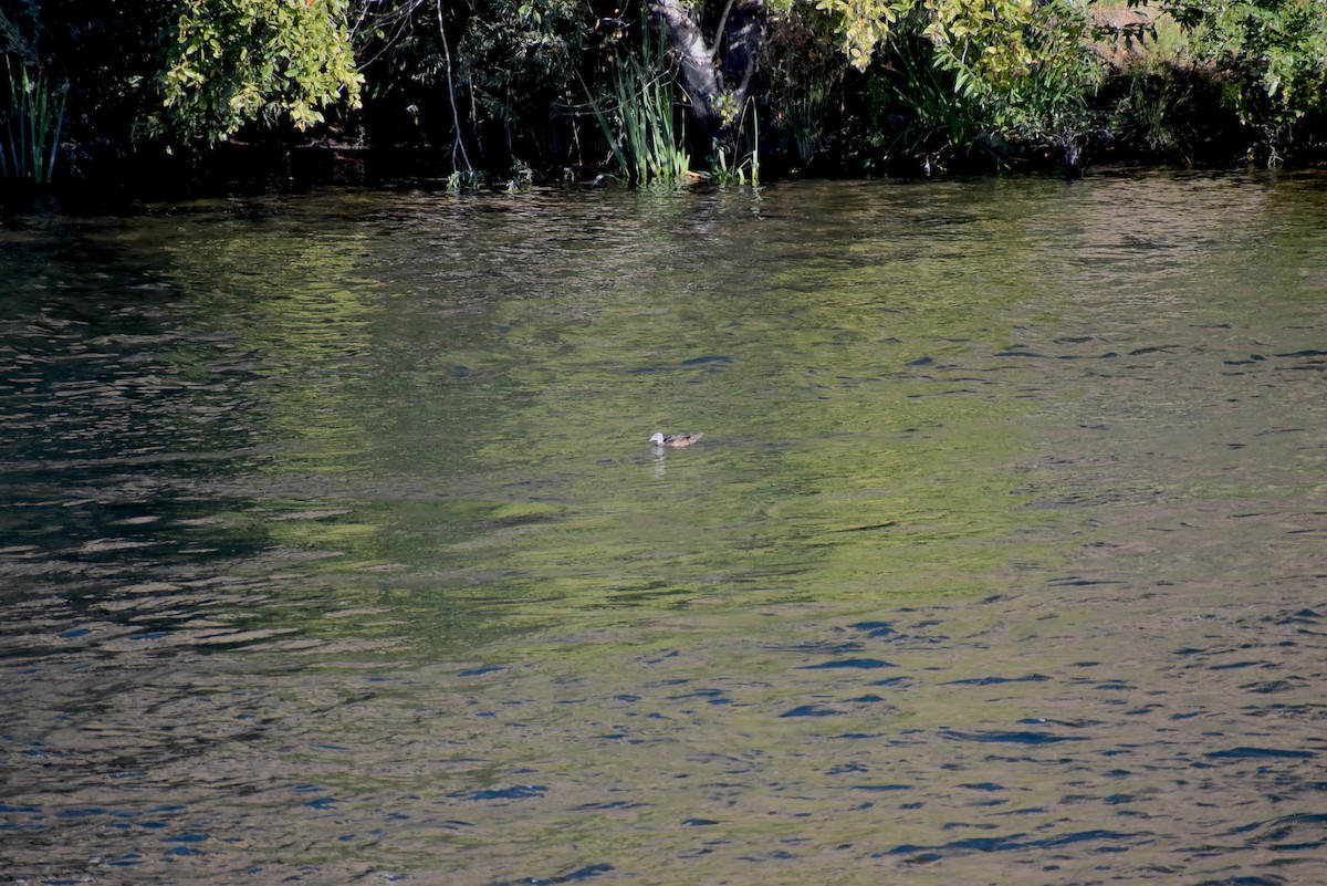 Wood Duck - ML623325308