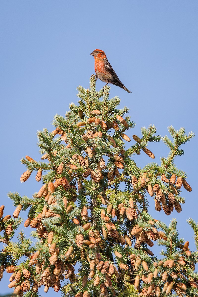 White-winged Crossbill - Mariann Cyr